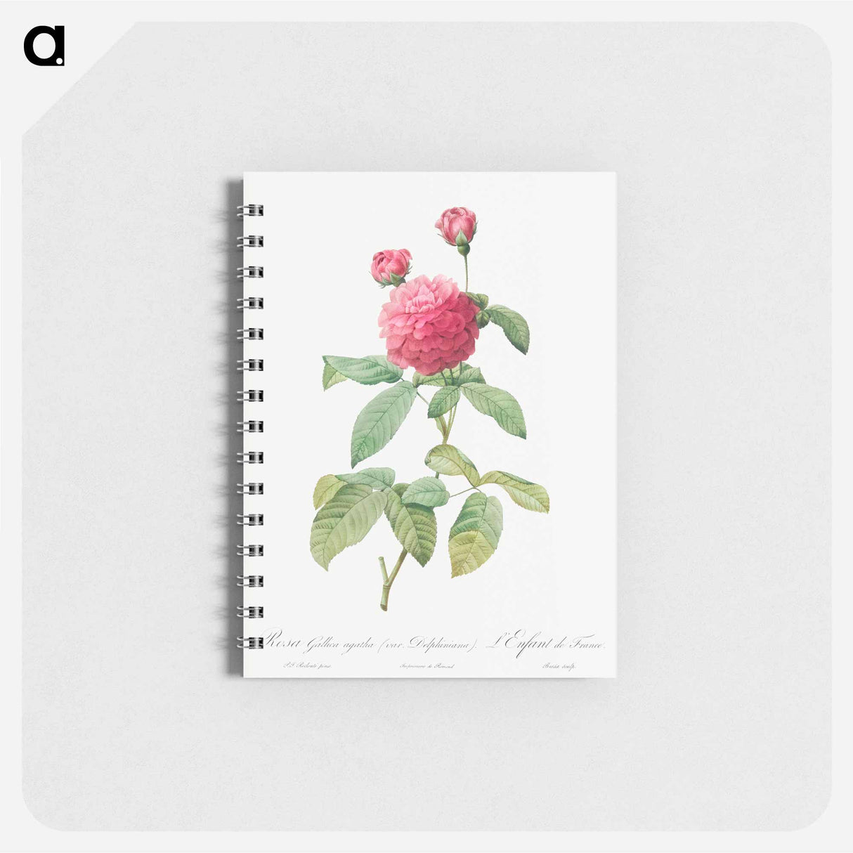 Purple Agatha - ピエール ジョゼフ ルドゥーテ Memo.