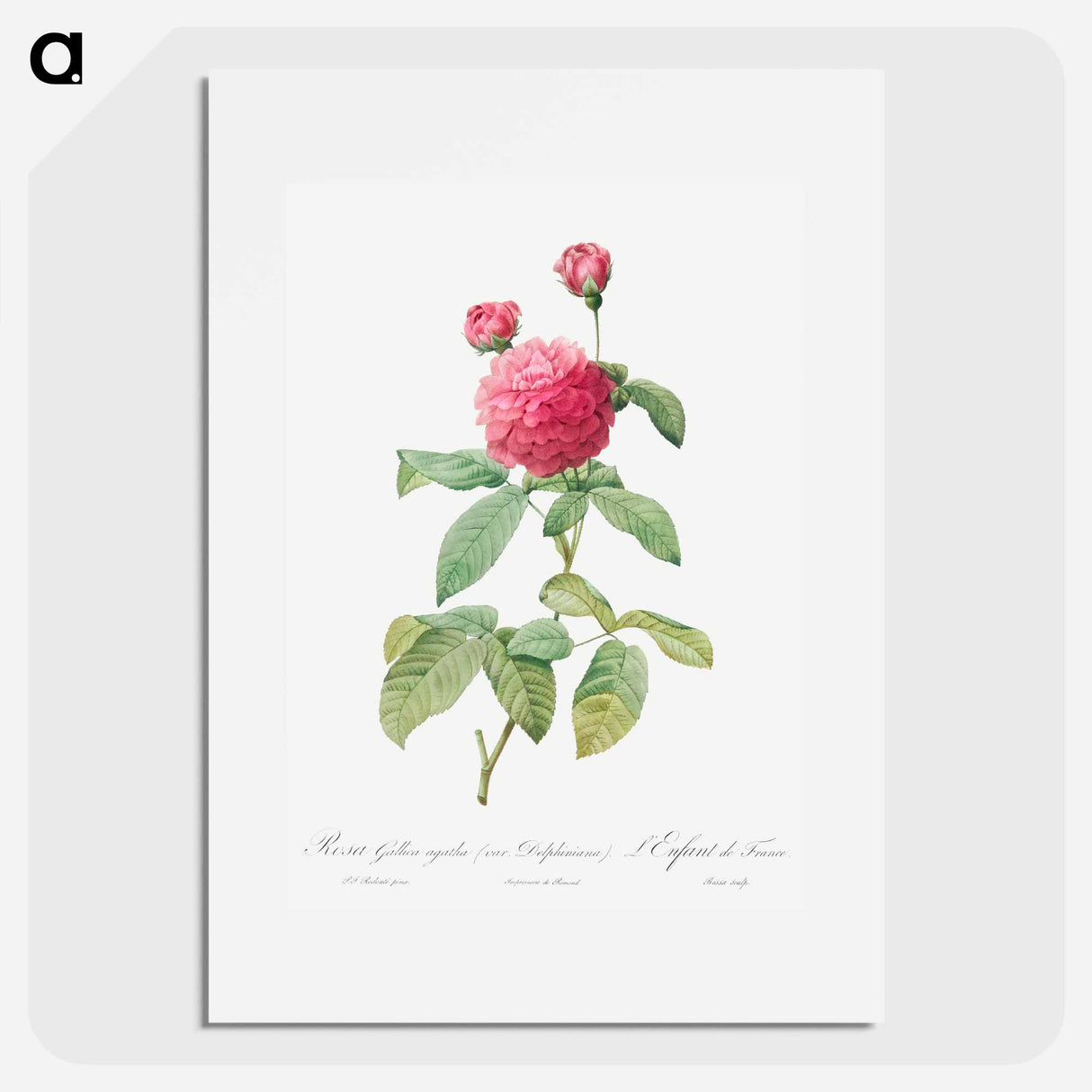 Purple Agatha - Pierre Joseph Redouté Poster.