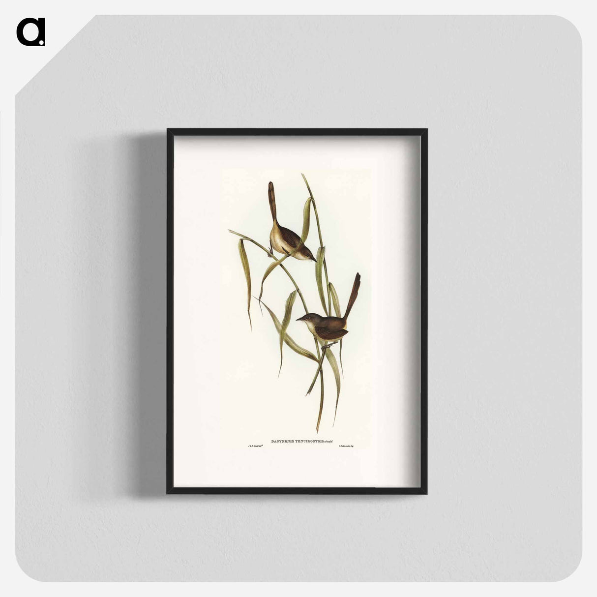 Long-billed Bristle Bird
- オーストラリアの鳥 Poster.