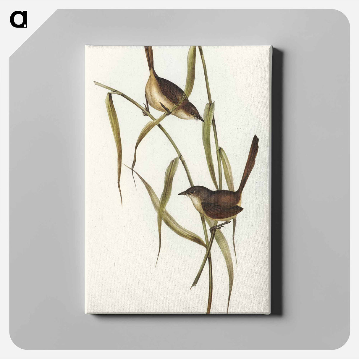 Long-billed Bristle Bird
- オーストラリアの鳥 Canvas.