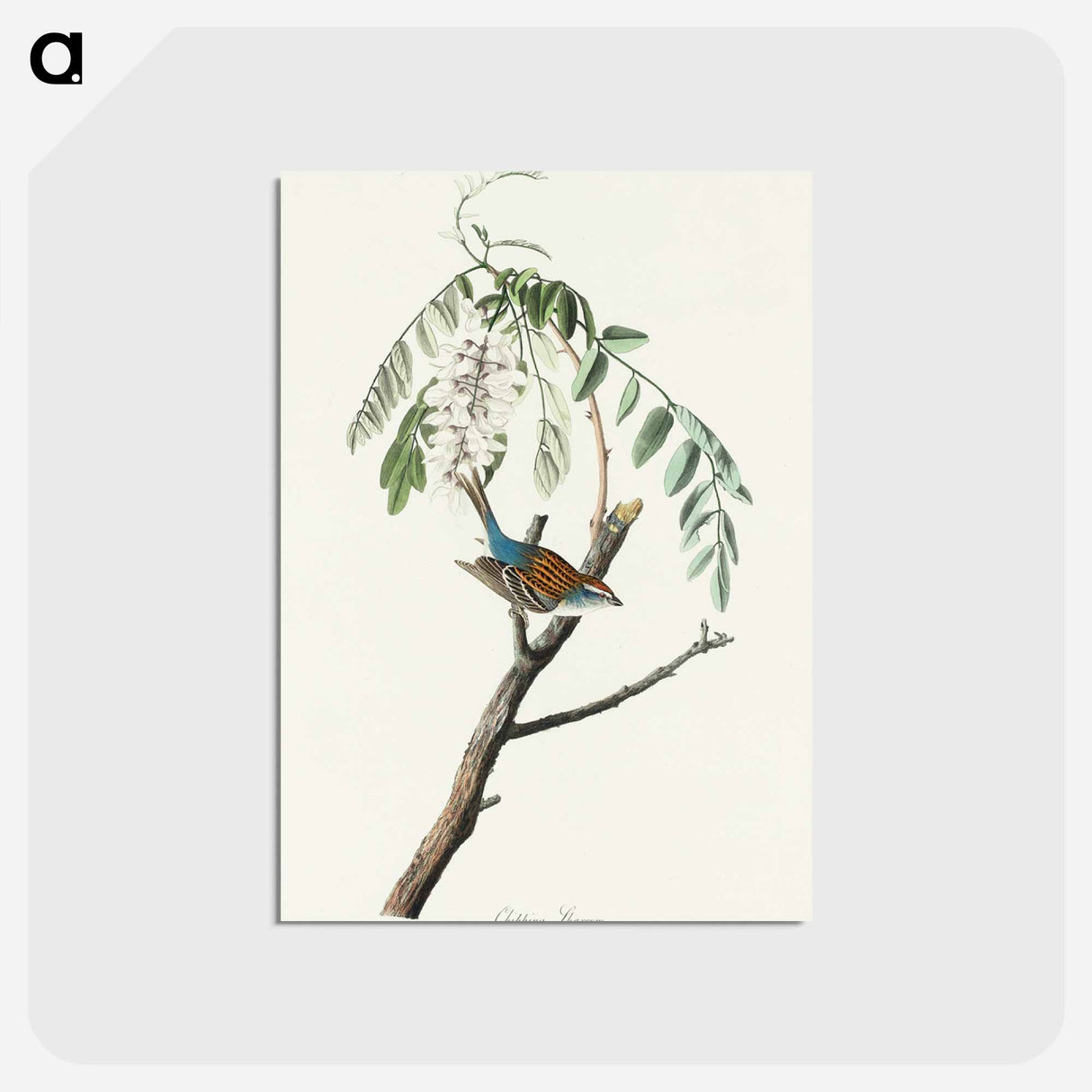 Chipping Sparrow
- ジョン ジェームス オーデュボン Postcard.