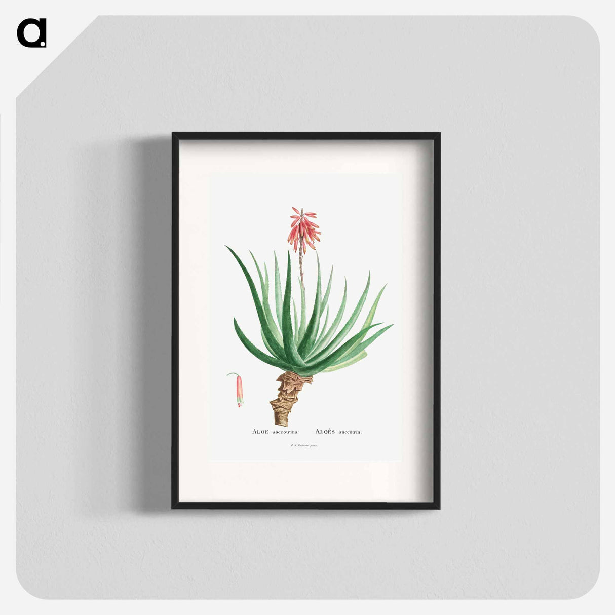 アートポスター-Aloe Socotrina - ピエール ジョゼフ ルドゥーテ Poster.