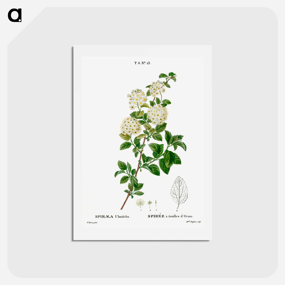 アートポストカード-Germander meadowsweet - ピエール ジョゼフ ルドゥーテ Postcard.