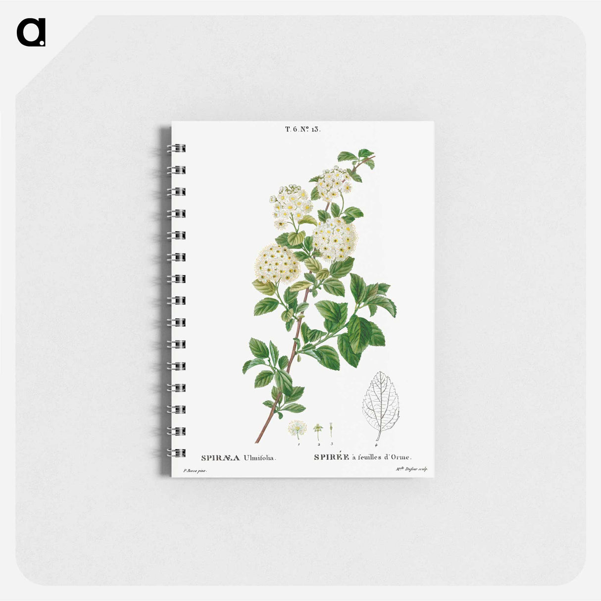 Germander meadowsweet - ピエール ジョゼフ ルドゥーテ Memo.