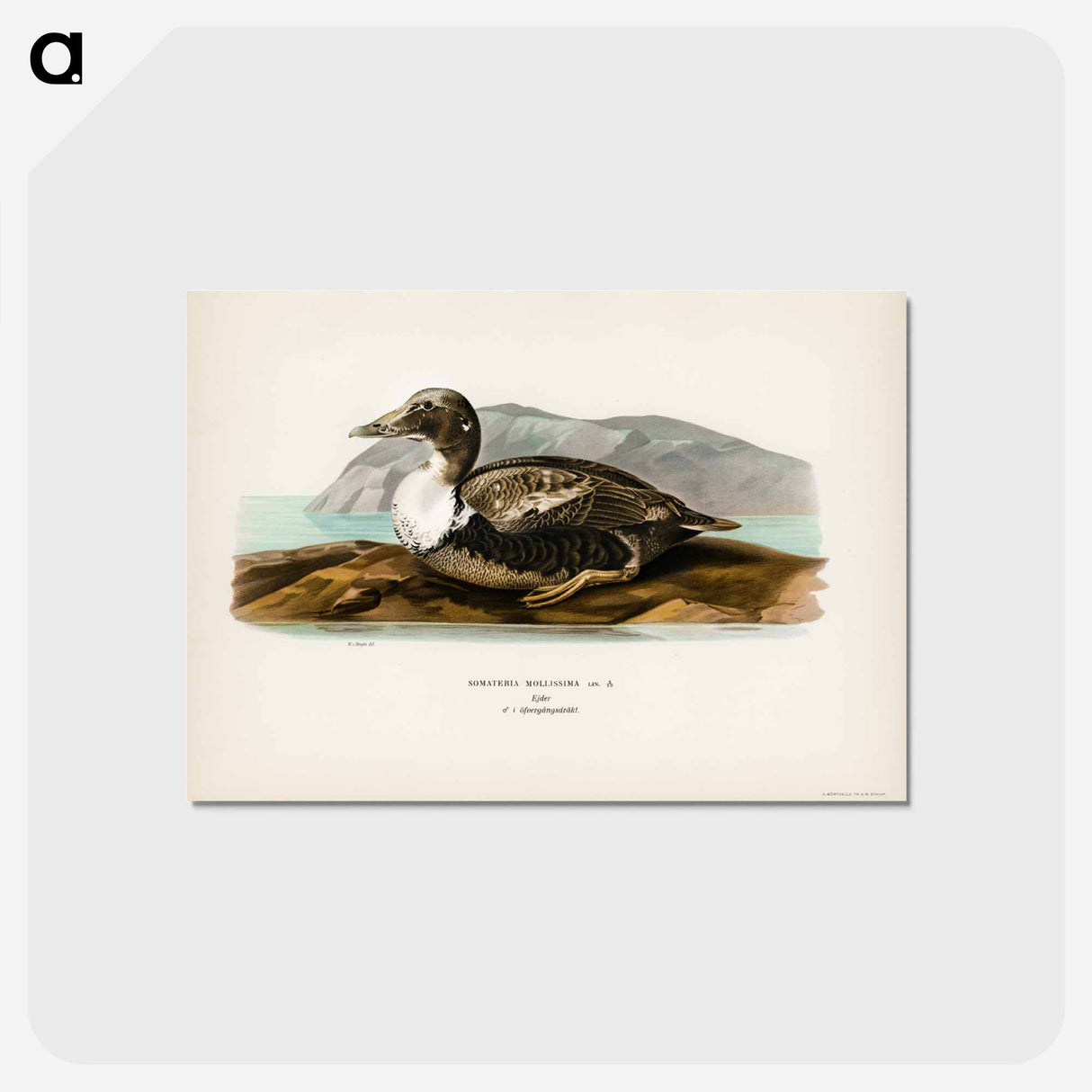 アートポストカード-Eider
- スヴェンスカ フォグラル Postcard.