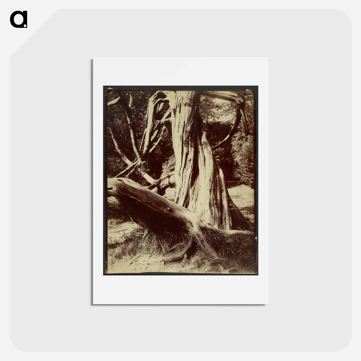 アートポストカード-Sapin, Trianon
- ウジェーヌ アジェ Postcard.