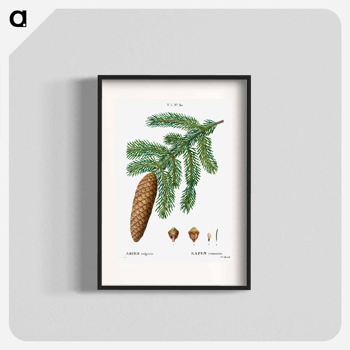 Norway spruce, Abies vulgaris - ピエール ジョゼフ ルドゥーテ Poster.