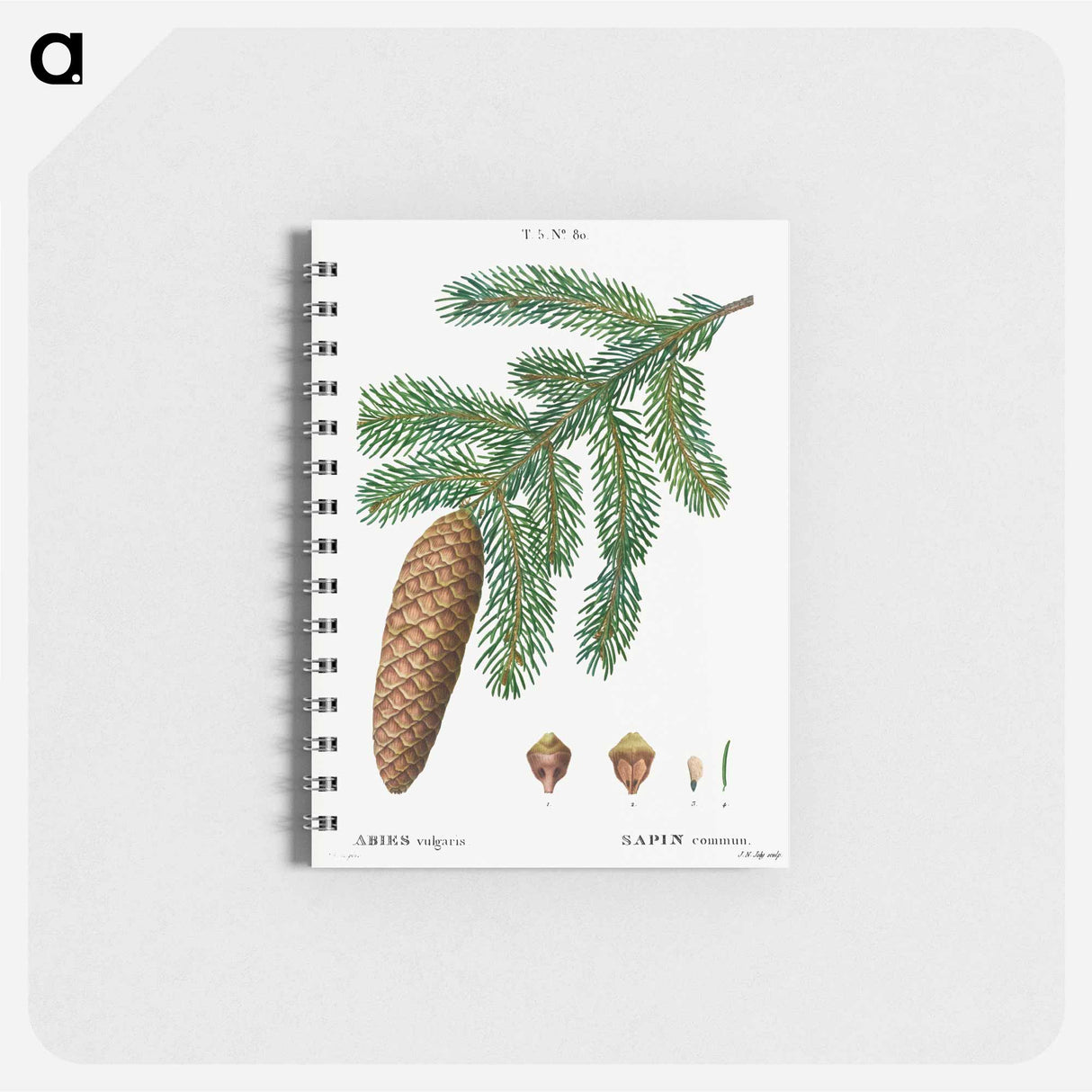 アートメモ帳-Norway spruce, Abies vulgaris - ピエール ジョゼフ ルドゥーテ Memo.