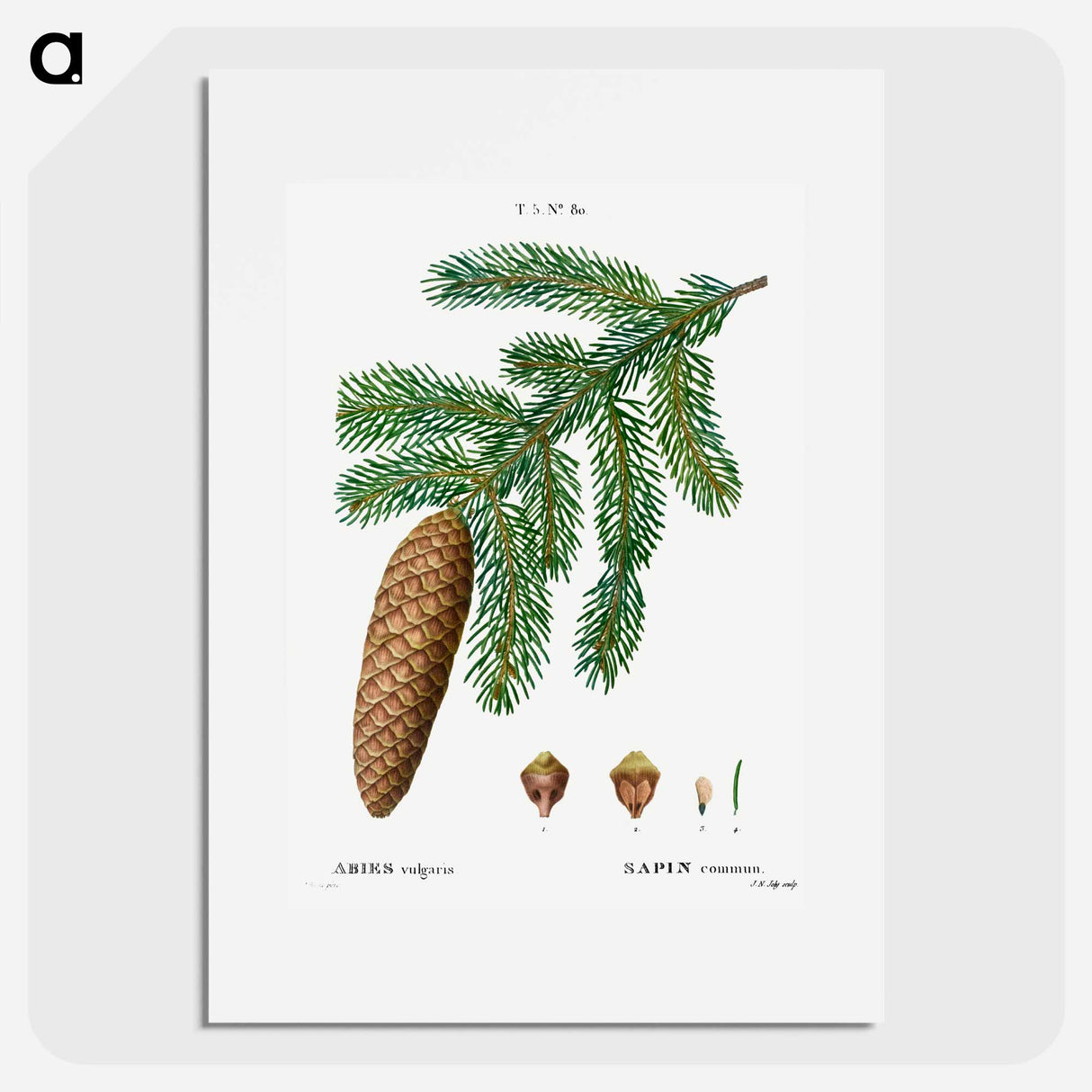 Norway spruce, Abies vulgaris - ピエール ジョゼフ ルドゥーテ Poster.