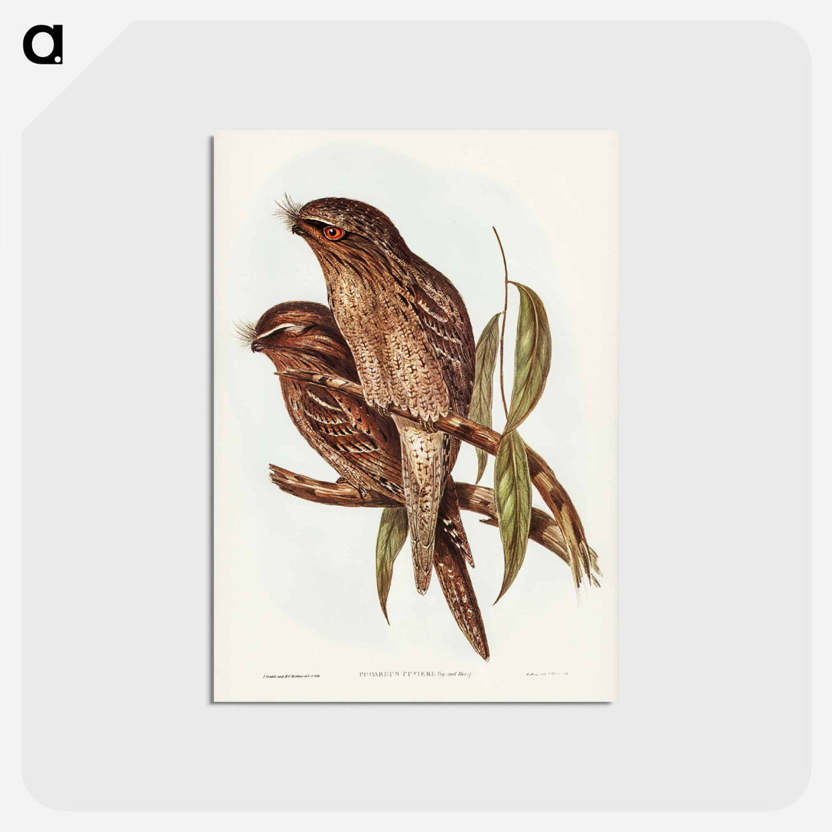 アートポストカード-Tawny Frogmouth
- ジョン グールド Postcard.