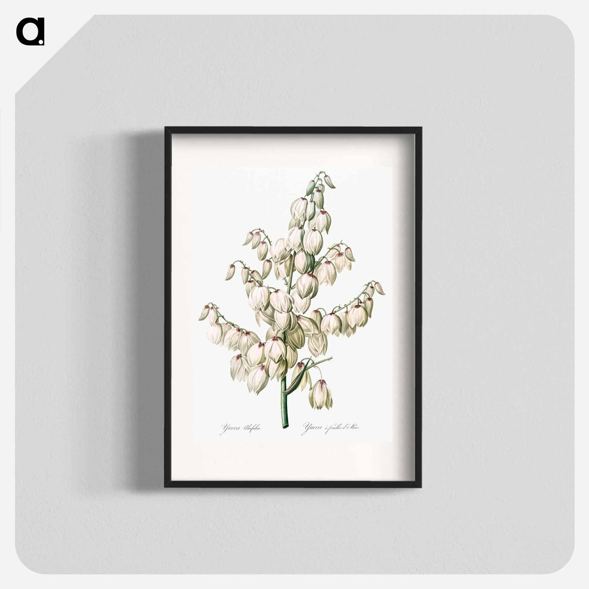Aloe yucca illustration - Pierre Joseph Redouté Poster.