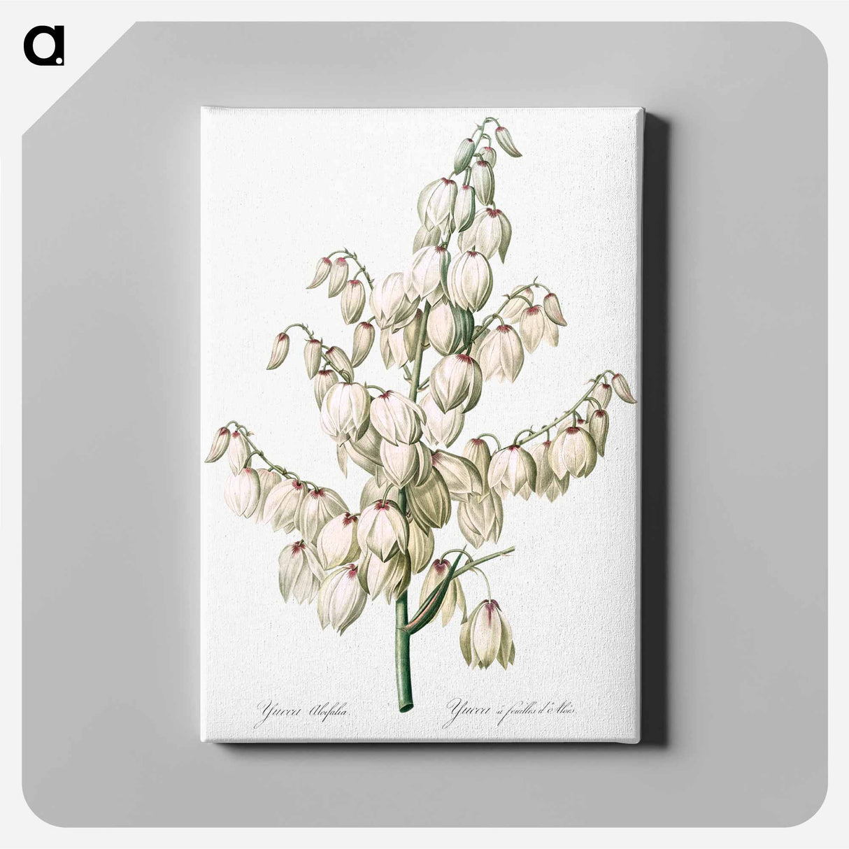Aloe yucca illustration - Pierre Joseph Redouté Canvas.