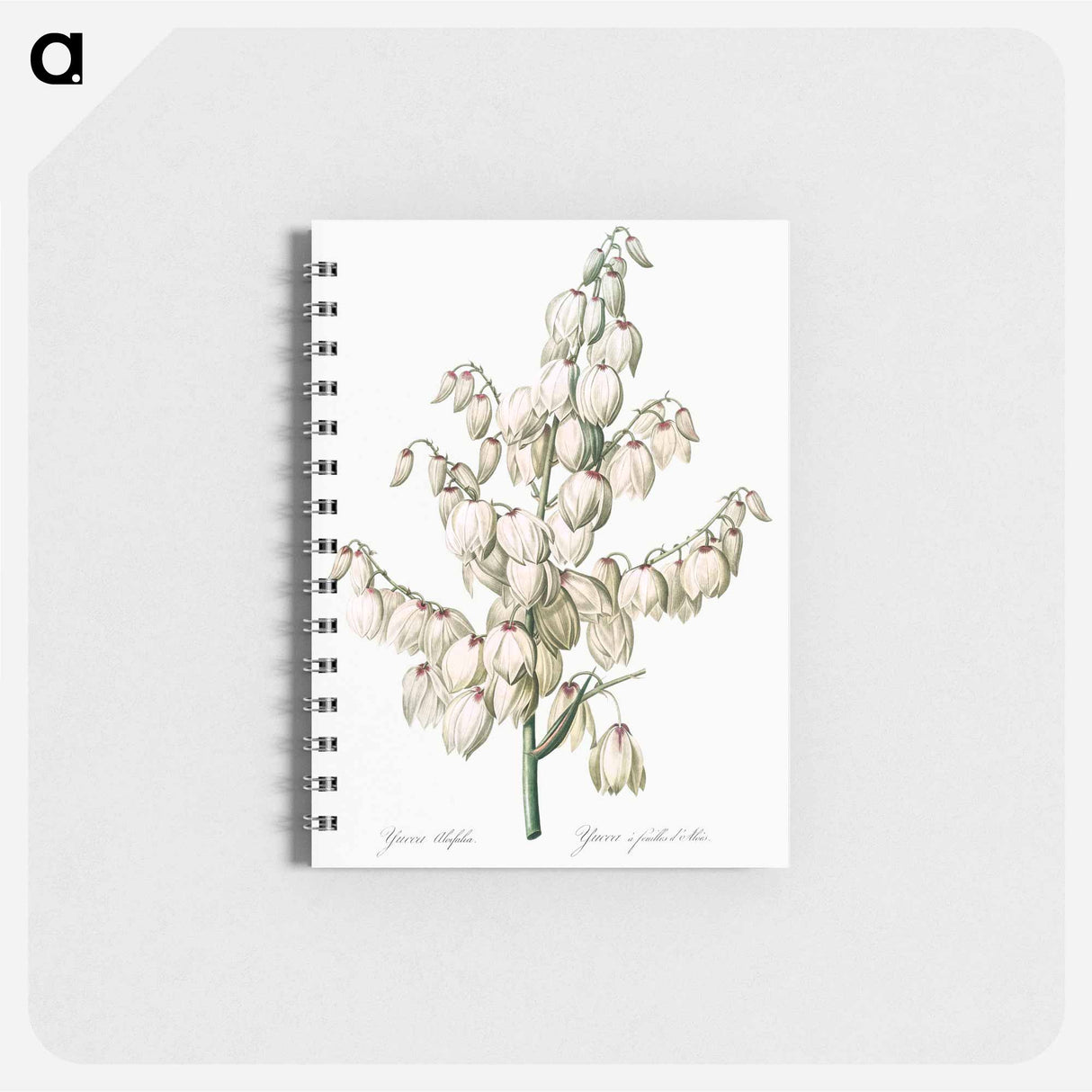 アートメモ帳-Aloe yucca illustration - ピエール ジョゼフ ルドゥーテ Memo.