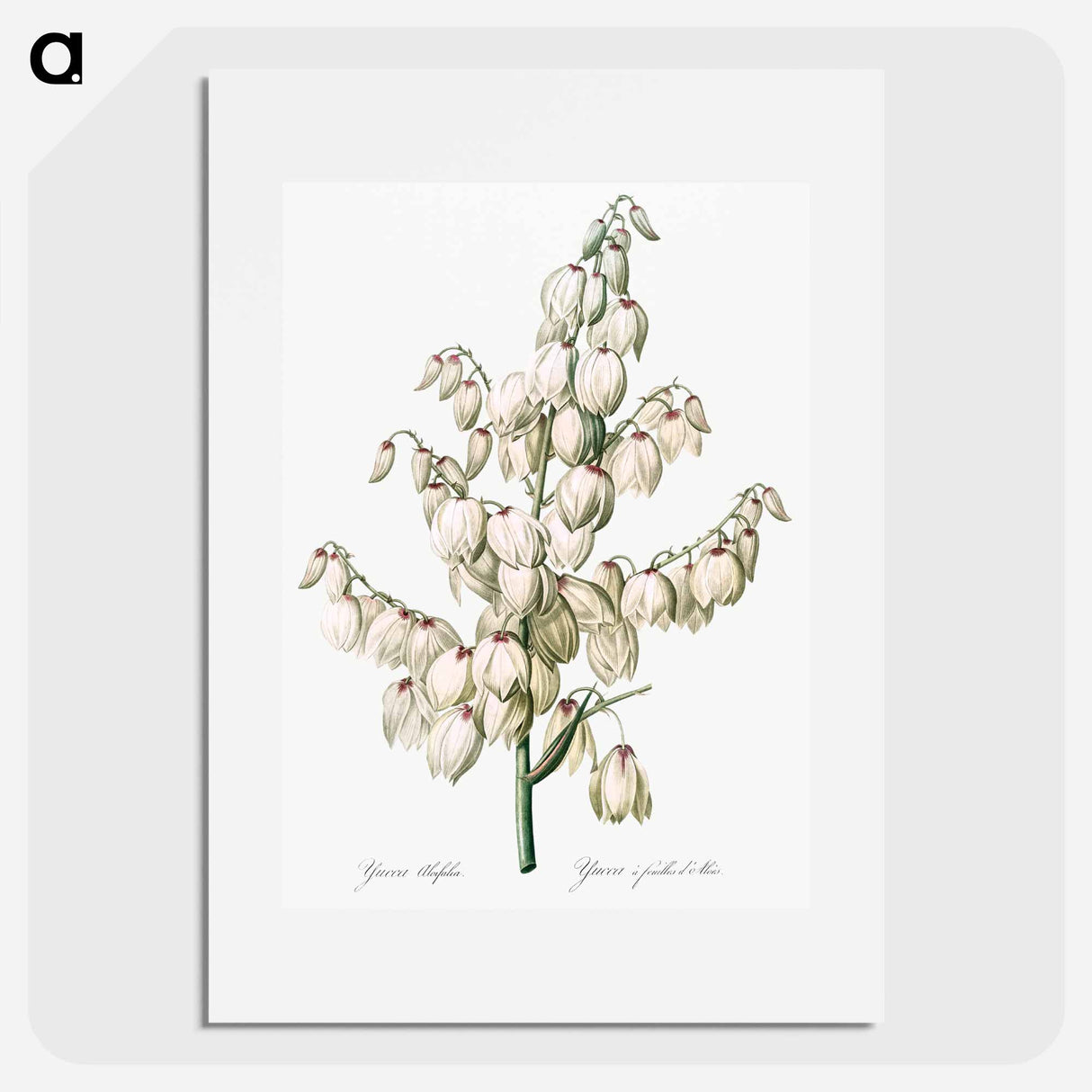 Aloe yucca illustration - Pierre Joseph Redouté Poster.