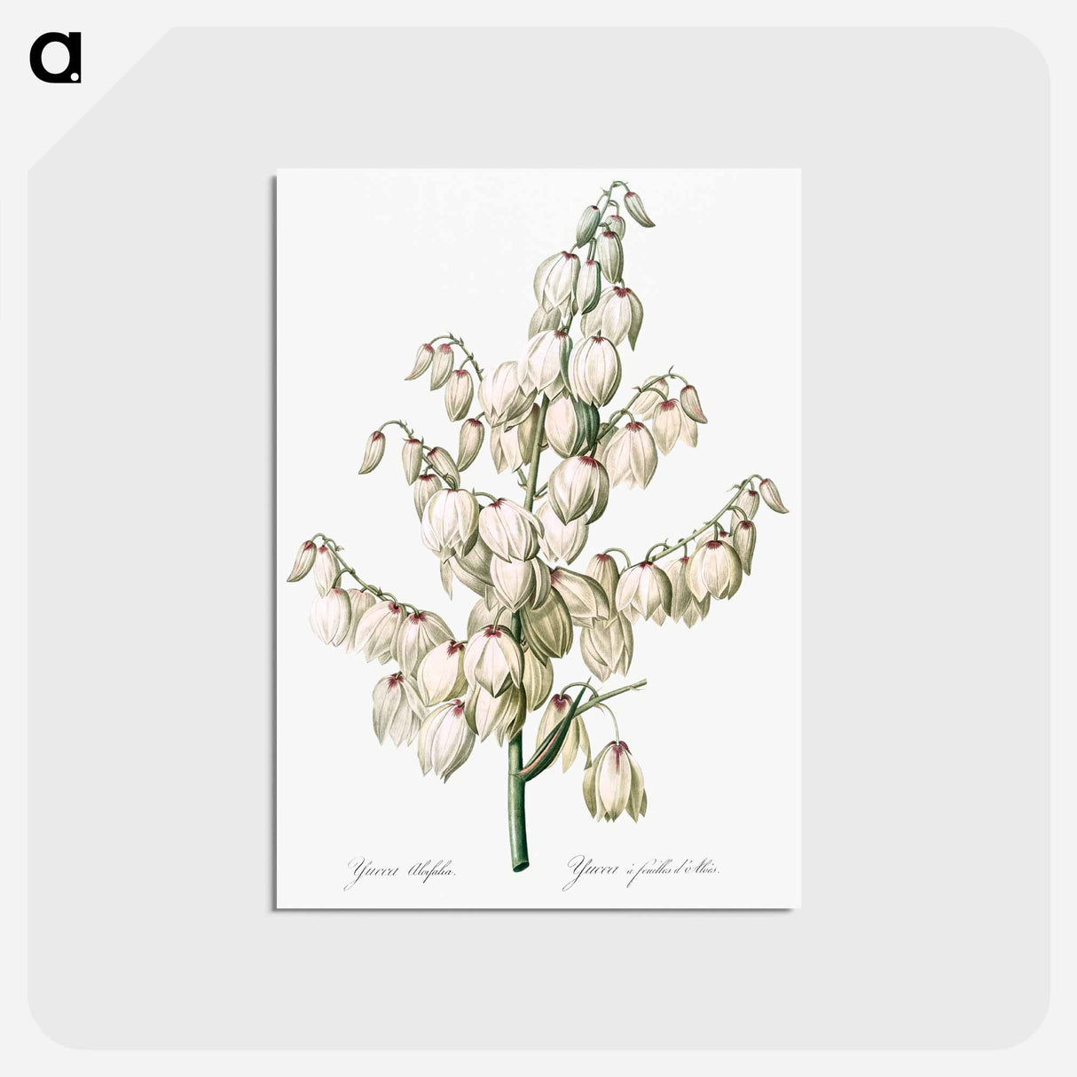 アートポストカード-Aloe yucca illustration - ピエール ジョゼフ ルドゥーテ Postcard.