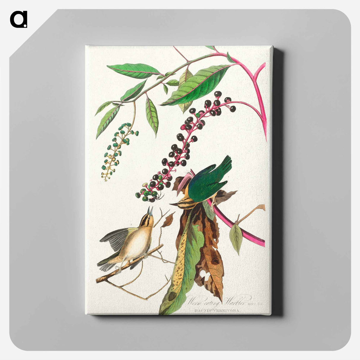 アートパネル-Worm eating Warbler from Birds of America
- アメリカの鳥たち Canvas.