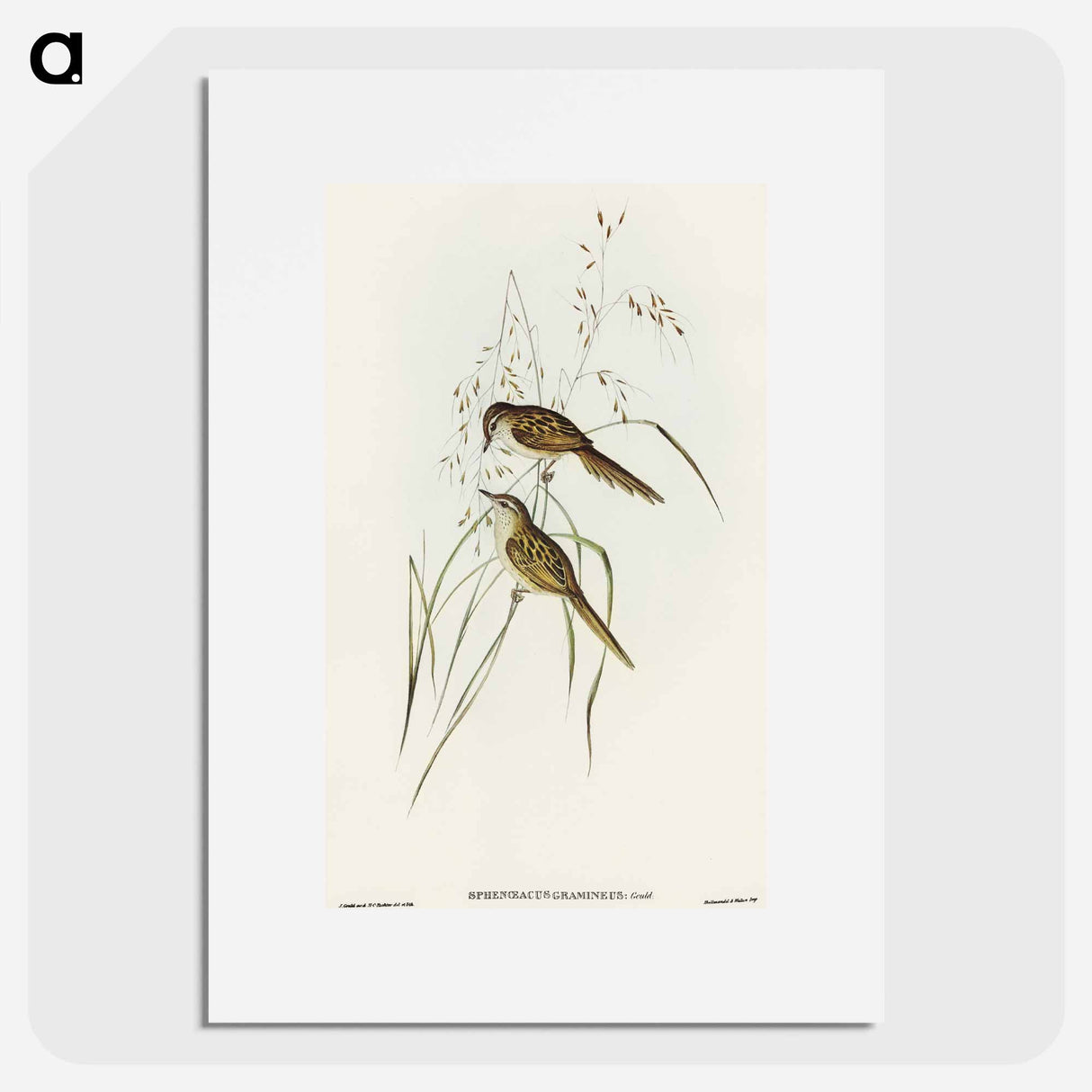 Grass-loving Sphenoeacus
- オーストラリアの鳥 Poster.