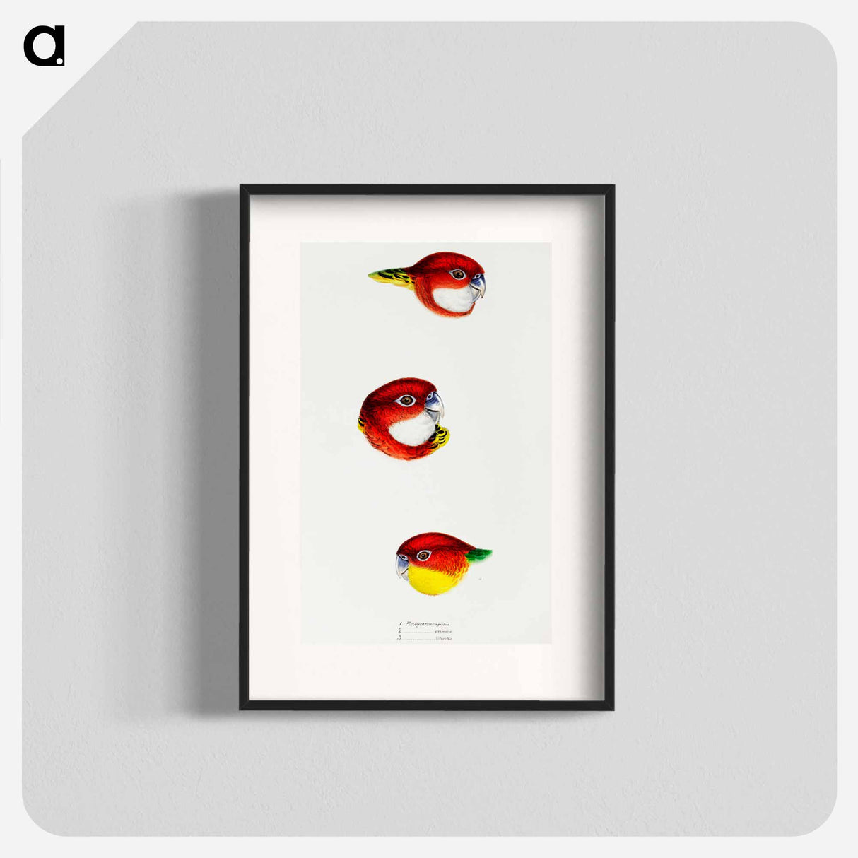 アートポスター-Australian Rosellas and Parrakeets
- ジョン グールド Poster.
