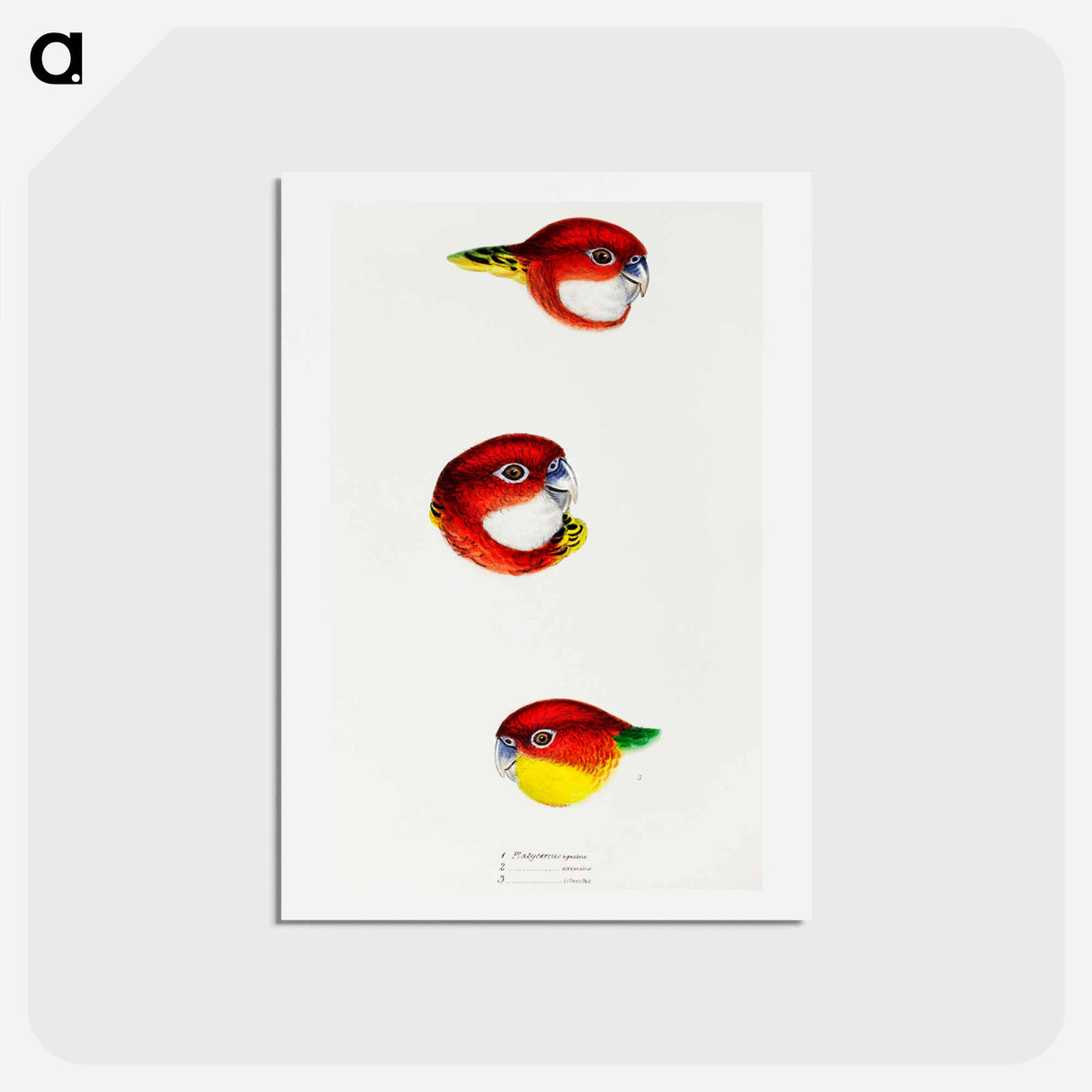 アートポストカード-Australian Rosellas and Parrakeets
- ジョン グールド Postcard.