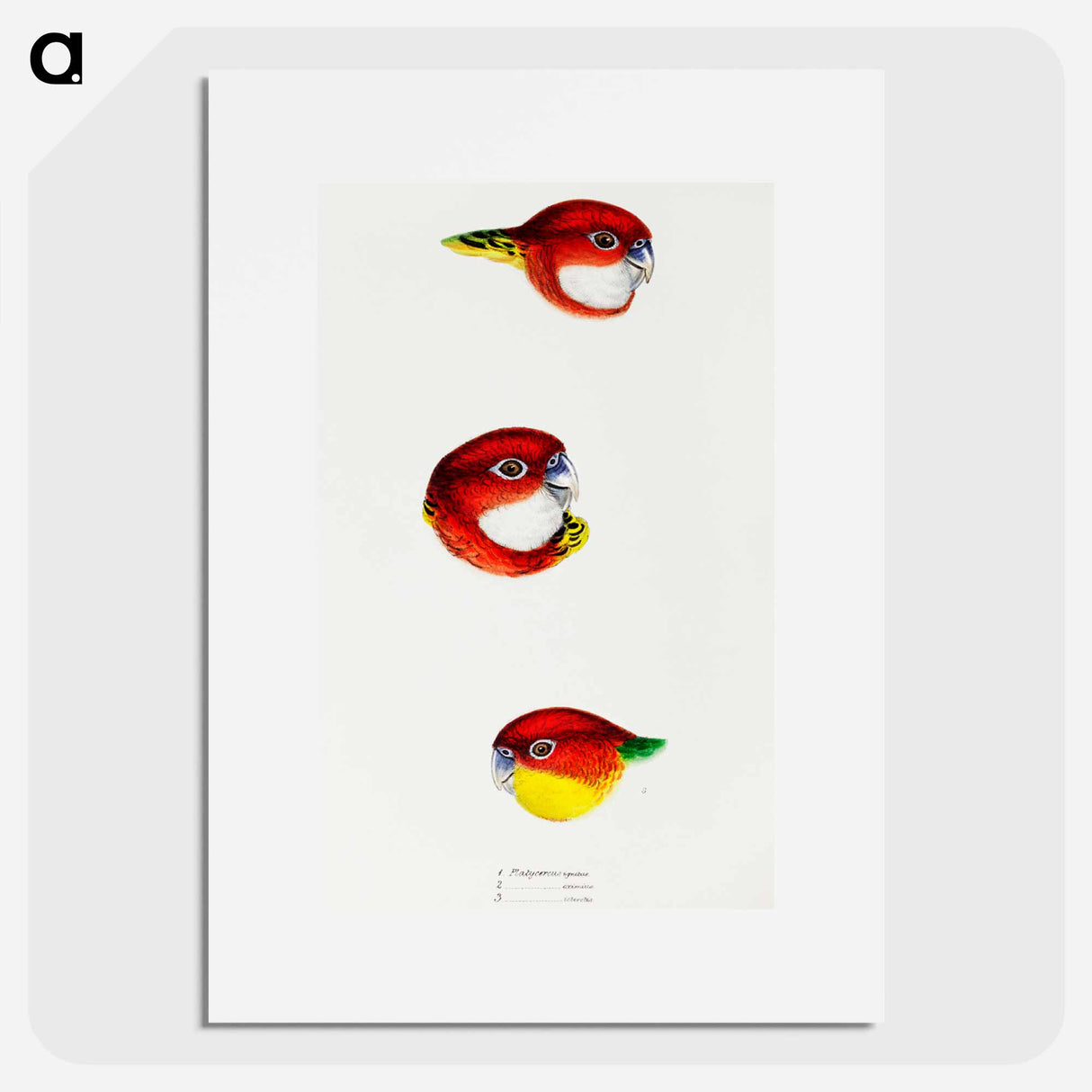 アートポスター-Australian Rosellas and Parrakeets
- ジョン グールド Poster.