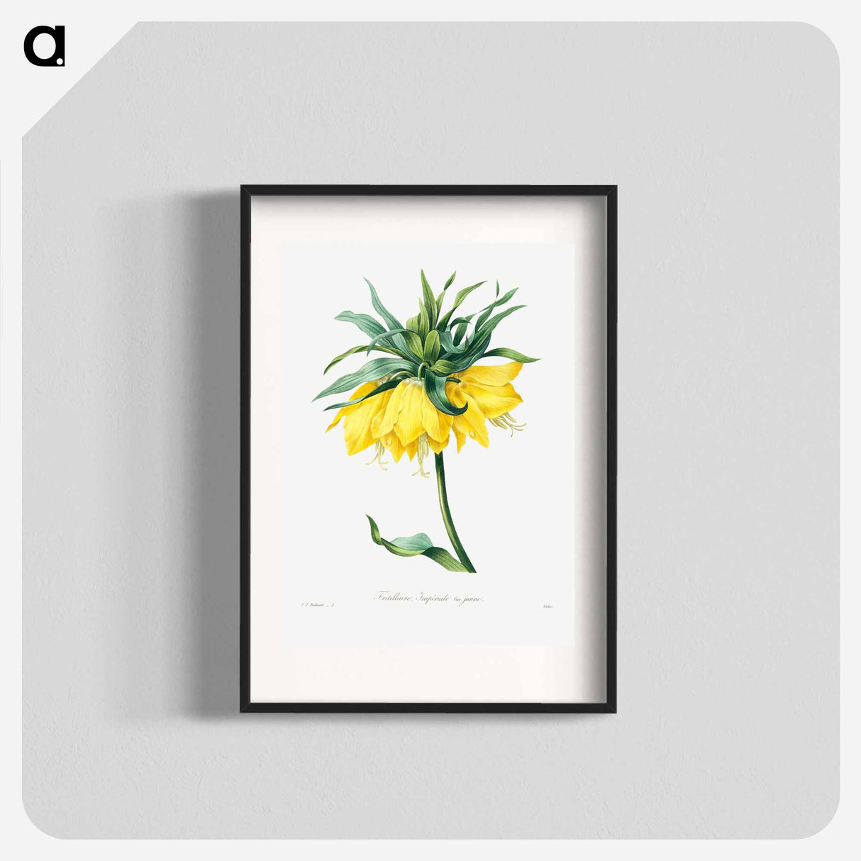 Kaiser's crown - Pierre Joseph Redouté Poster.