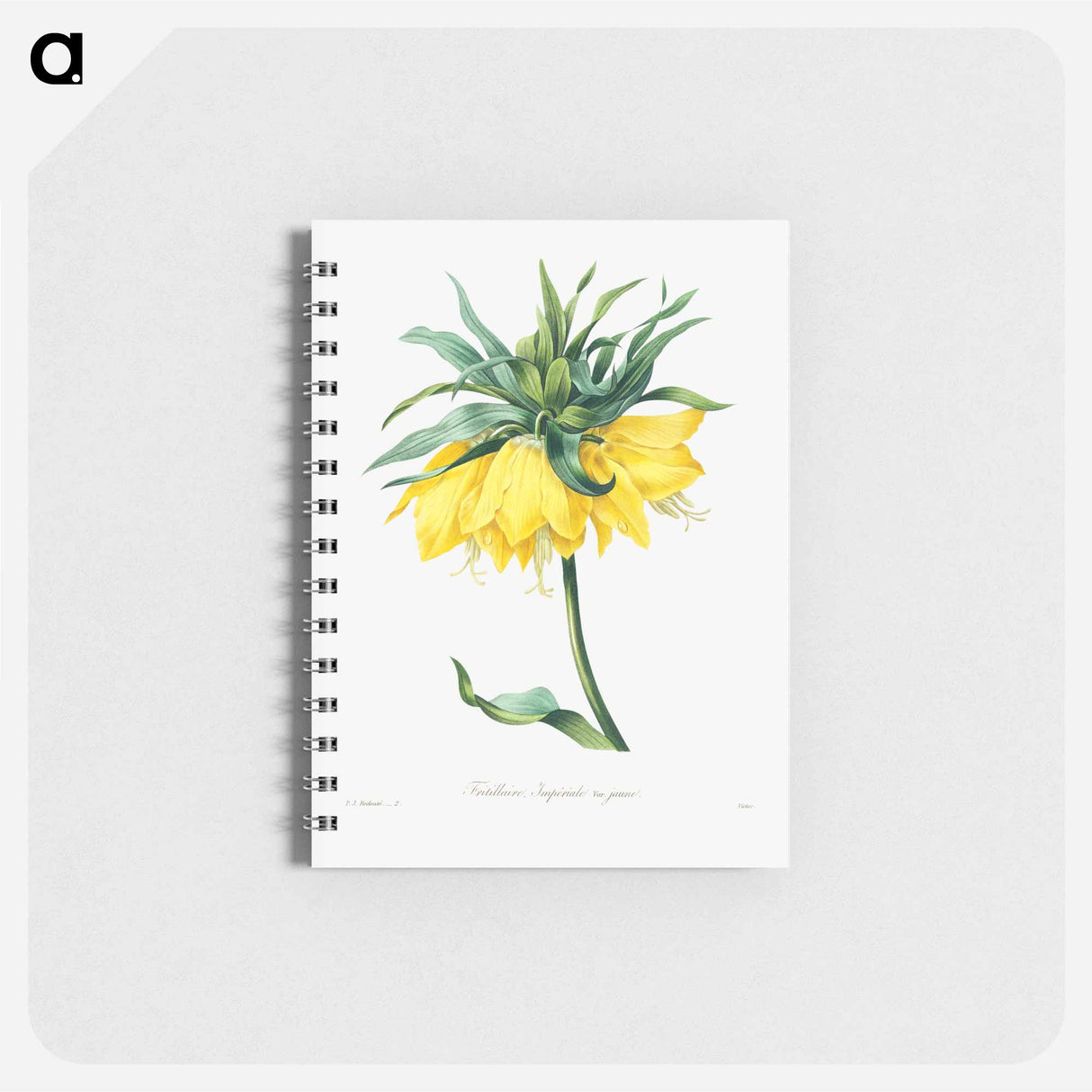 Kaiser's crown - ピエール ジョゼフ ルドゥーテ Memo.