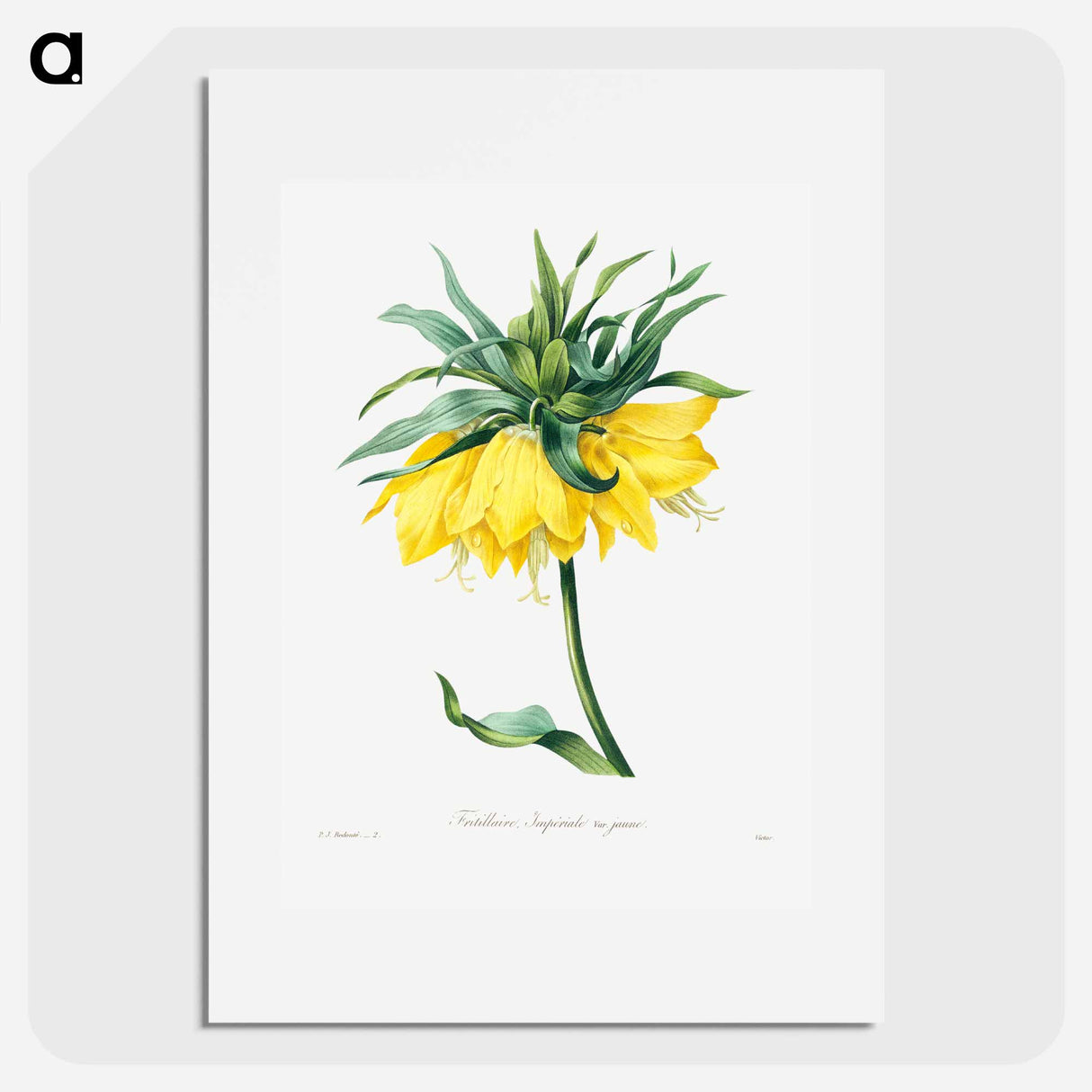 Kaiser's crown - Pierre Joseph Redouté Poster.