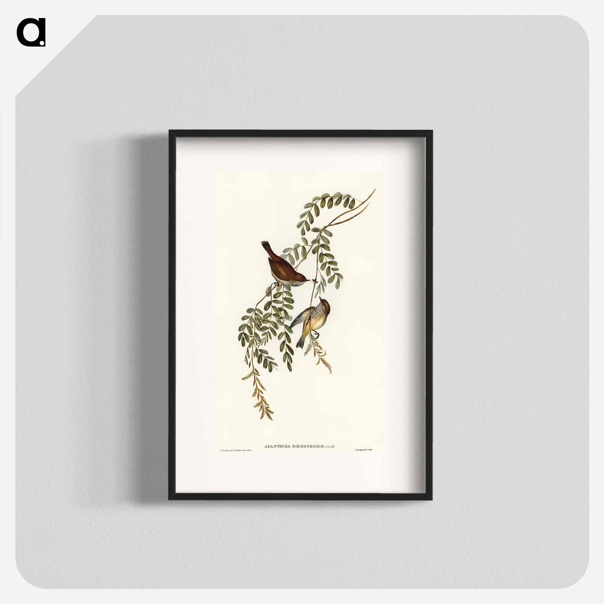 Tasmanian Acanthiza
- オーストラリアの鳥 Poster.