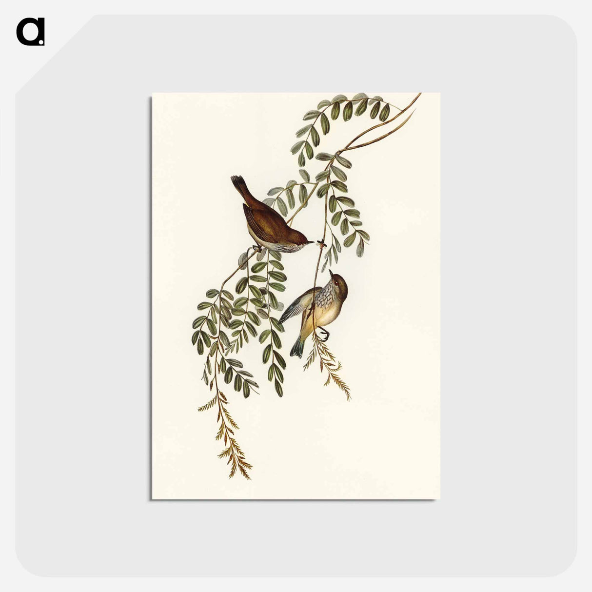 アートポストカード-Tasmanian Acanthiza
- オーストラリアの鳥 Postcard.