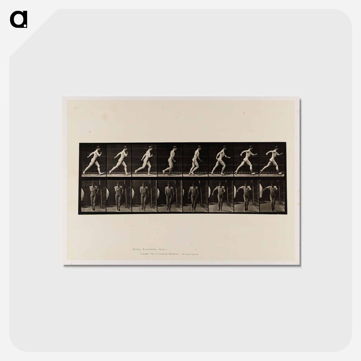 アートポストカード-Naked Man Walking
- エドワード マイブリッジ Postcard.
