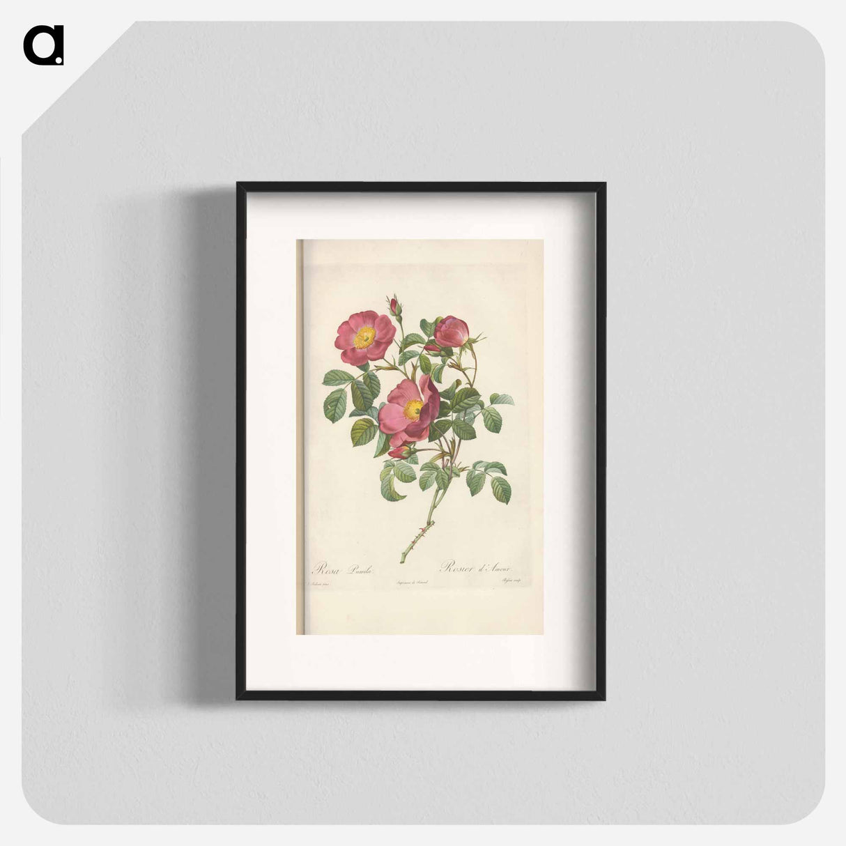 Rose illustration - Pierre Joseph Redouté Poster.