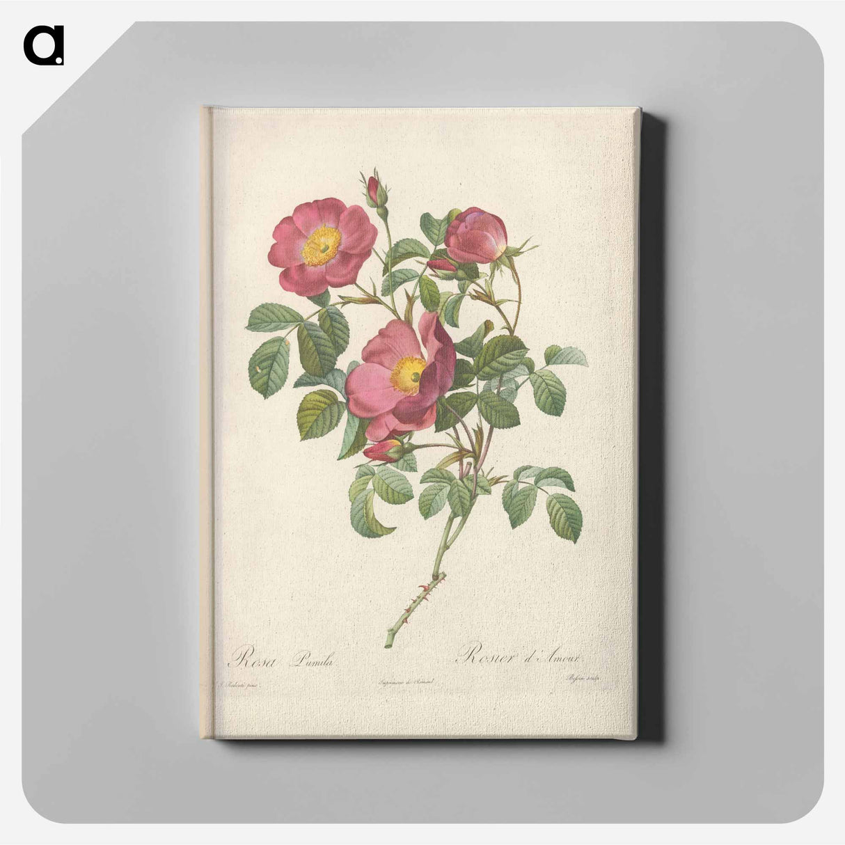アートパネル-Rose illustration - ピエール ジョゼフ ルドゥーテ Canvas.