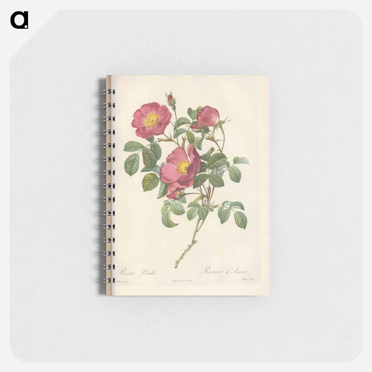 Rose illustration - ピエール ジョゼフ ルドゥーテ Memo.