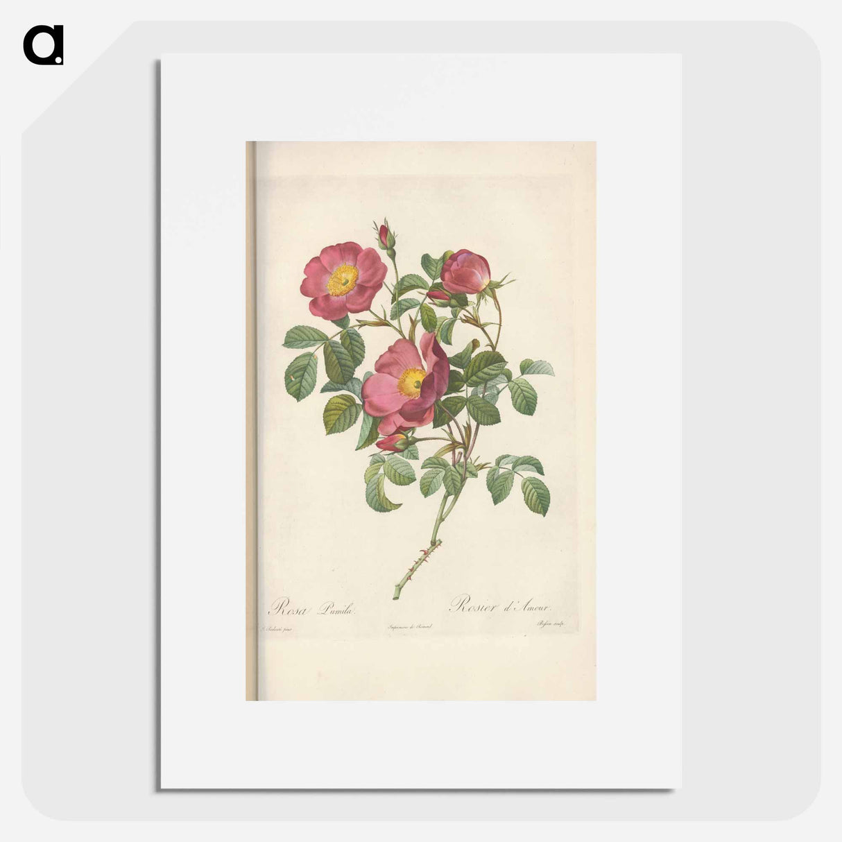 Rose illustration - Pierre Joseph Redouté Poster.