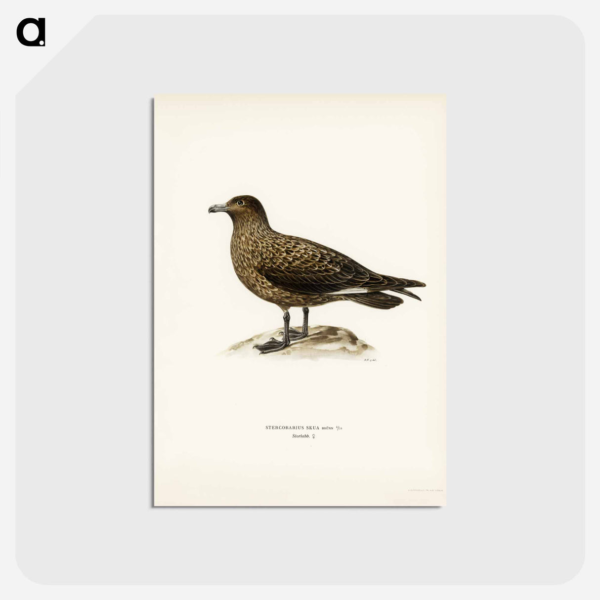 アートポストカード-Great Skua
- スヴェンスカ フォグラル Postcard.