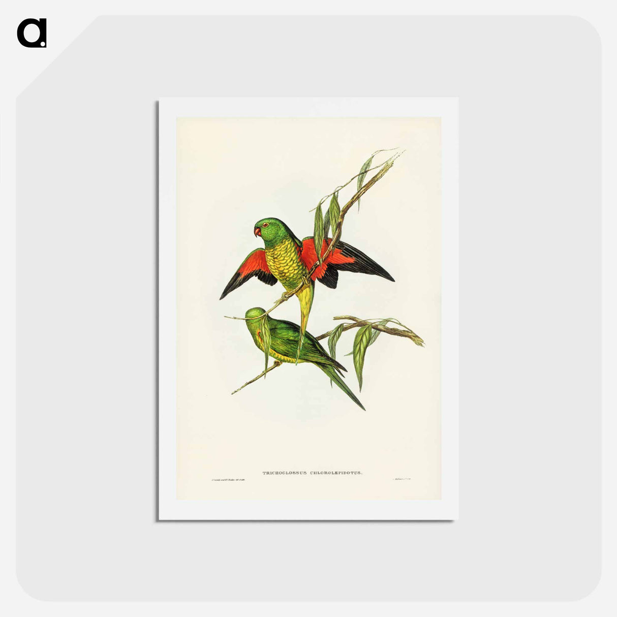 アートポストカード-Scaly-breasted Lorikeet
- ジョン グールド Postcard.