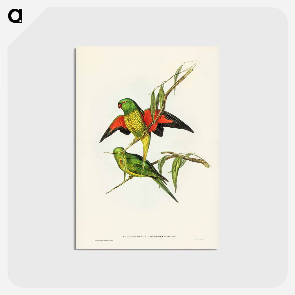 アートポストカード-Scaly-breasted Lorikeet
- ジョン グールド Postcard.
