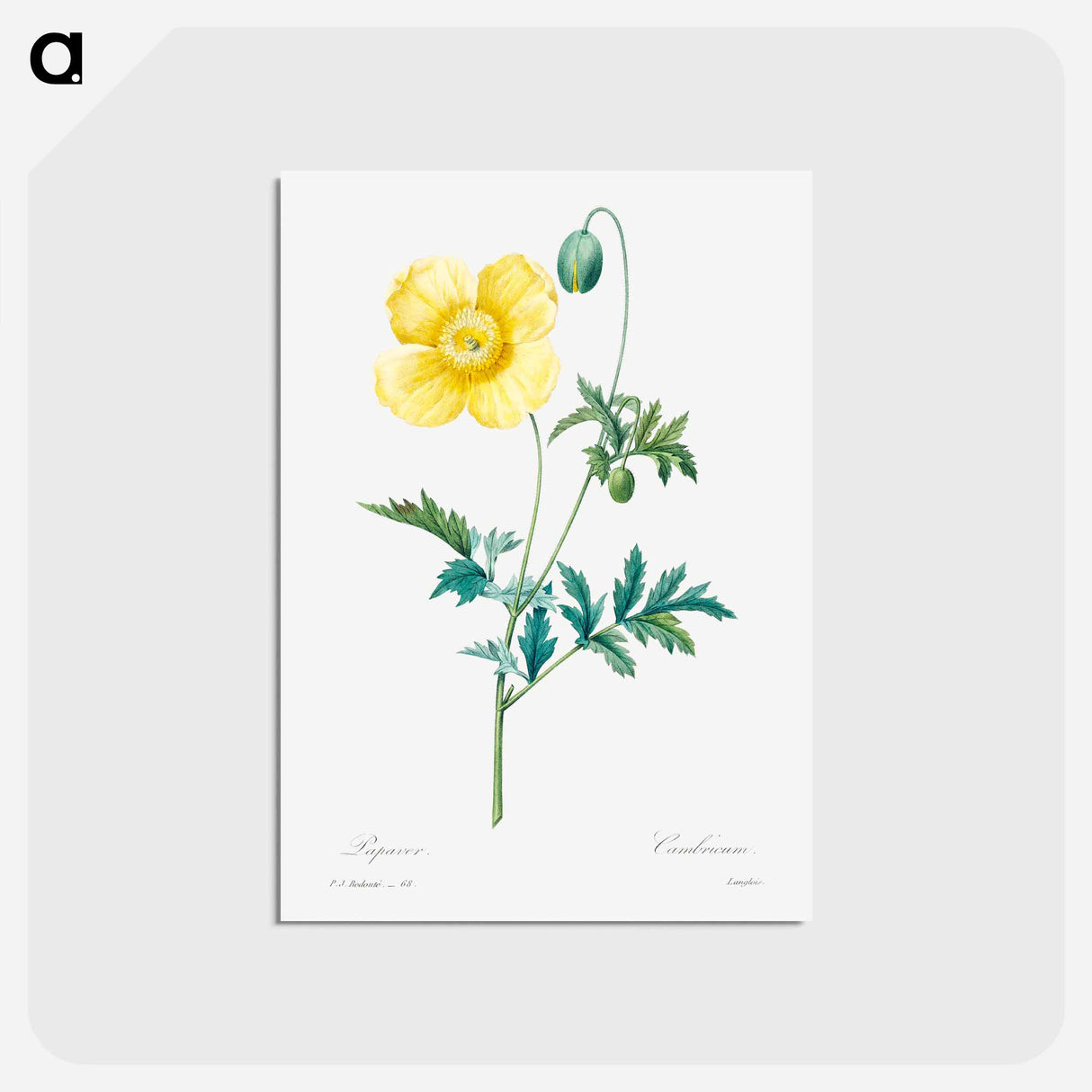アートポストカード-Welsh poppy - ピエール ジョゼフ ルドゥーテ Postcard.