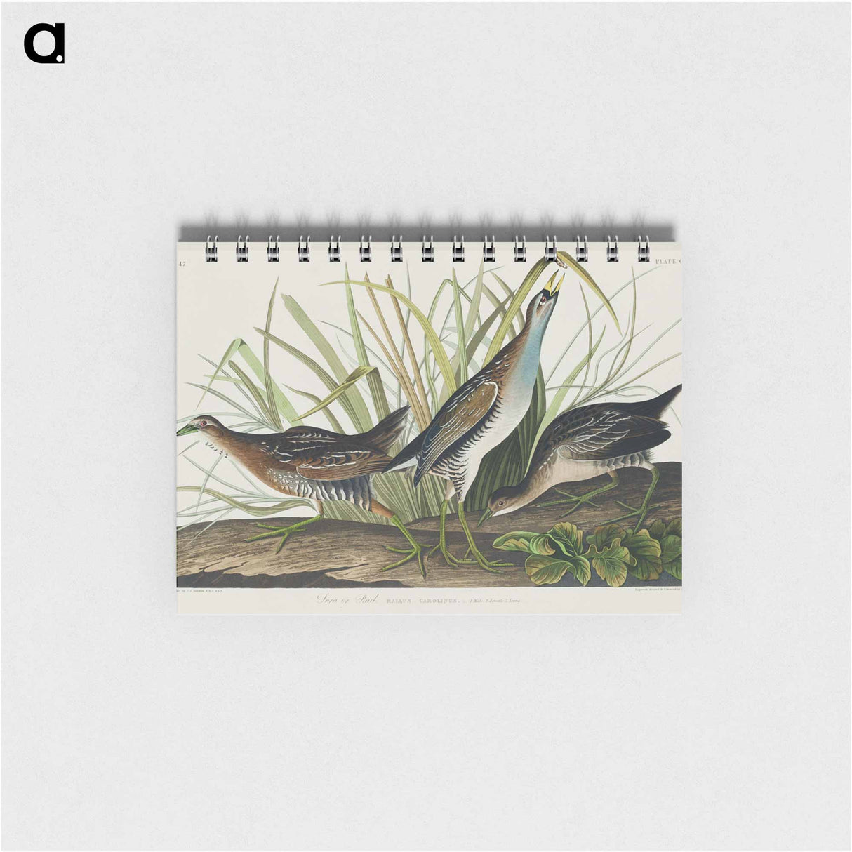アートメモ帳-Sora; or Rail from Birds of America
- アメリカの鳥たち Memo.