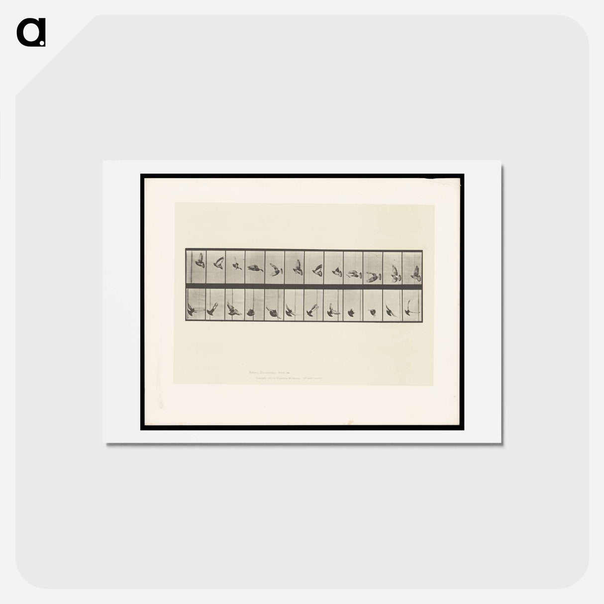 アートポストカード-Pigeon in Flight
- エドワード マイブリッジ Postcard.