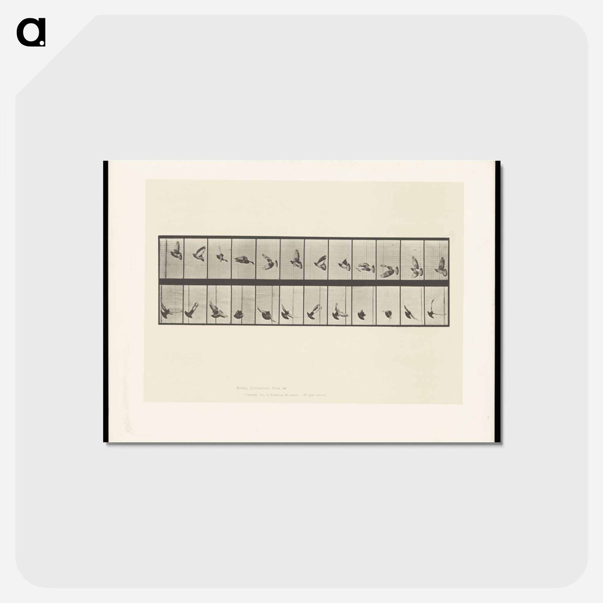 アートポストカード-Pigeon in Flight
- エドワード マイブリッジ Postcard.