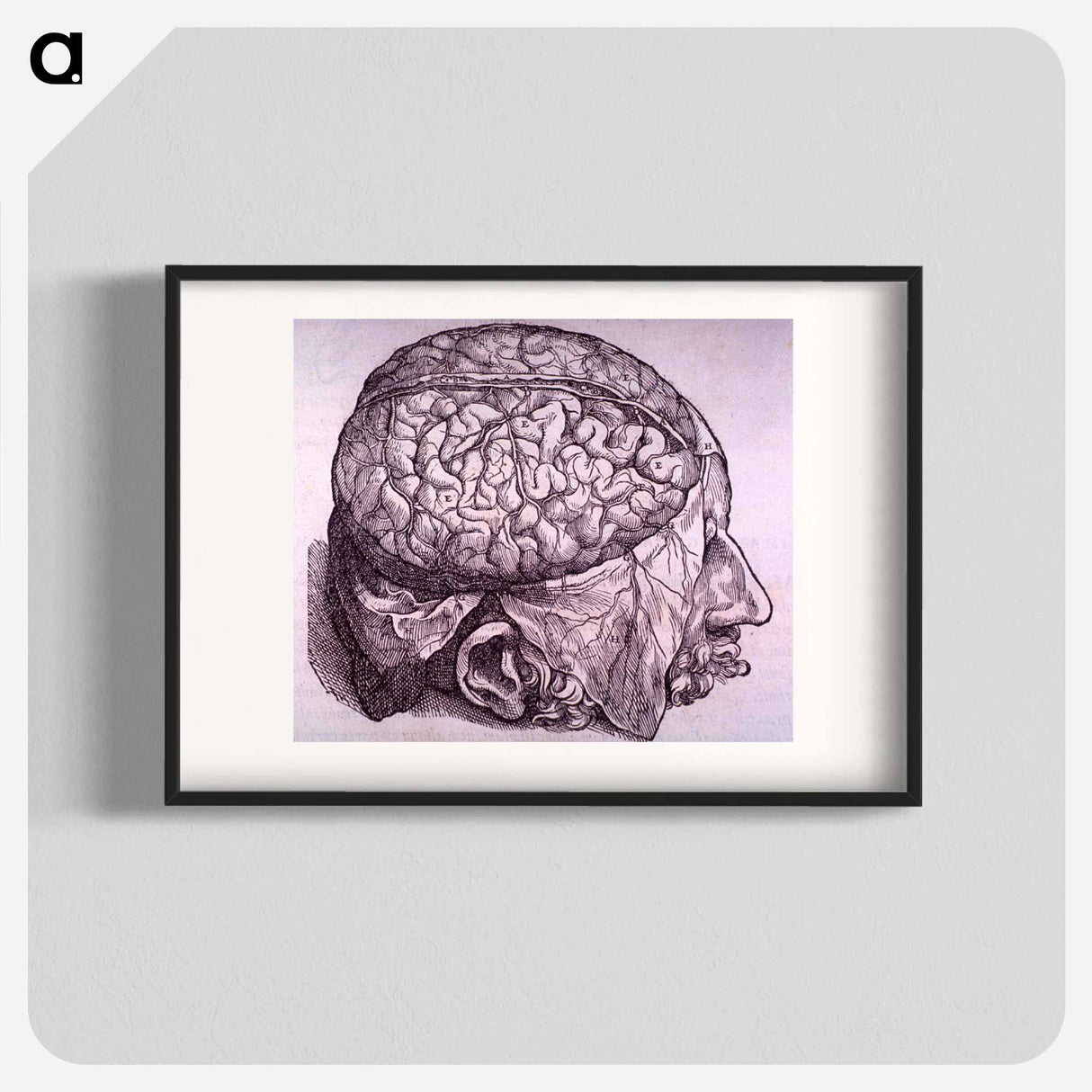 アートポスター-Cerebrum Depiction
- 国立医学図書館 Poster.