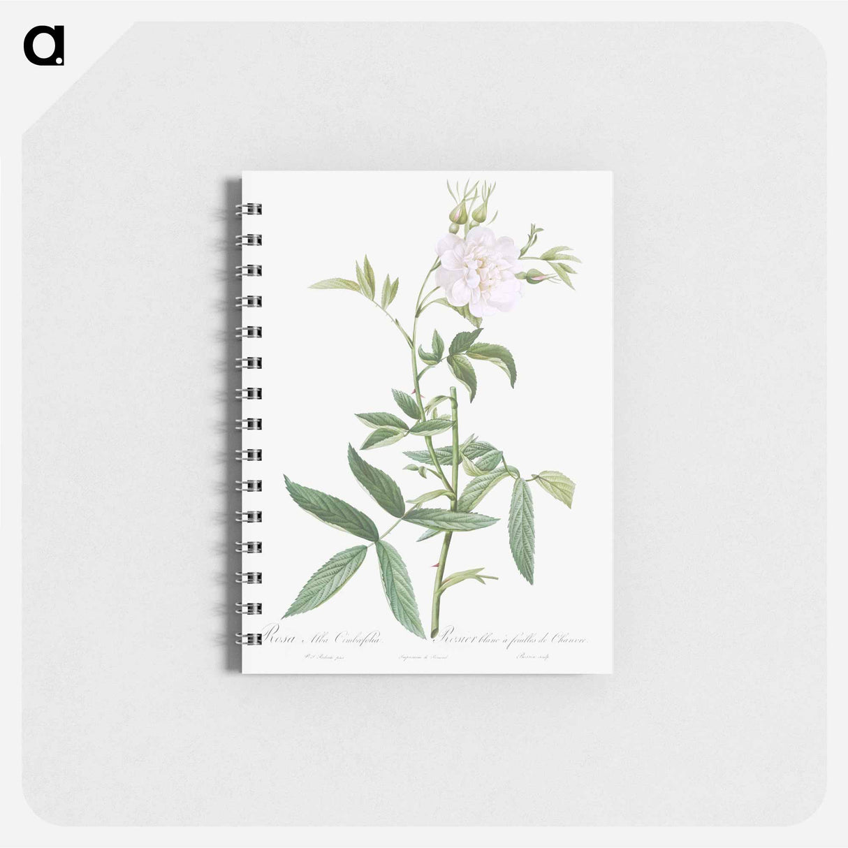 White Rose with Hemp Leaves - ピエール ジョゼフ ルドゥーテ Memo.