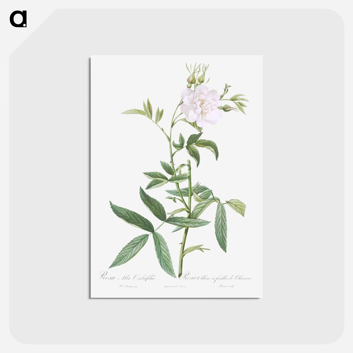 アートポストカード-White Rose with Hemp Leaves - ピエール ジョゼフ ルドゥーテ Postcard.