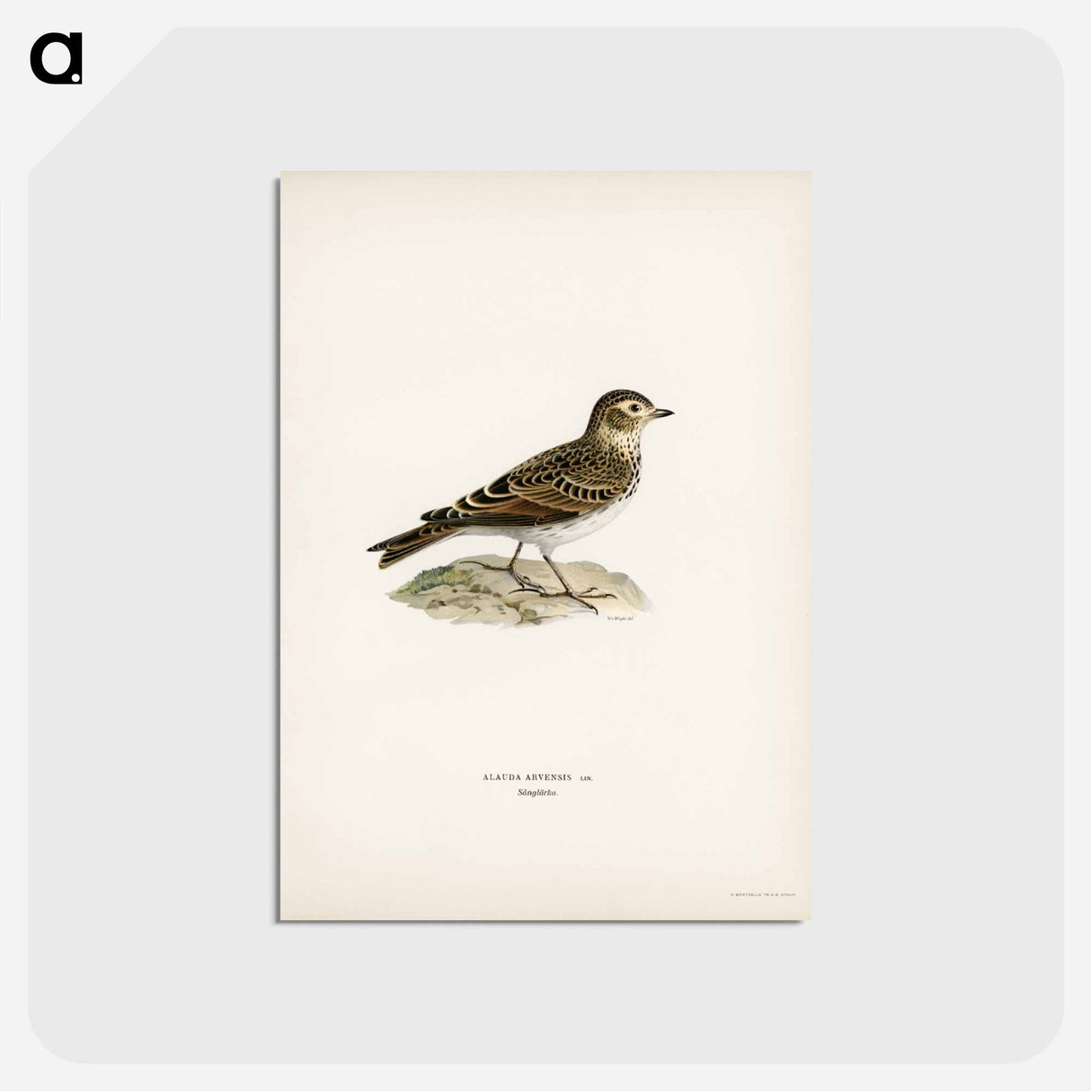 アートポストカード-Eurasian Skylark
- スヴェンスカ フォグラル Postcard.