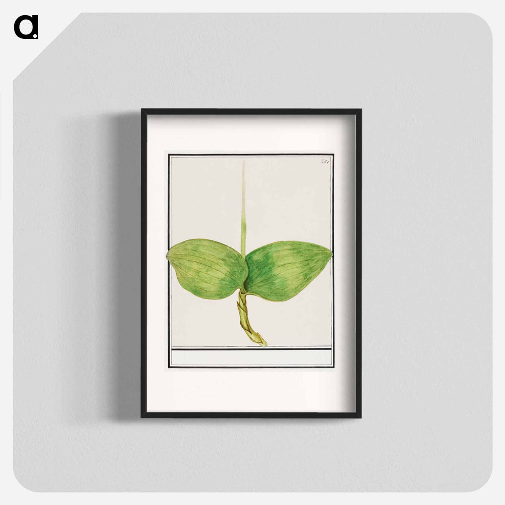 Unknown plant - アンセルムス ボエティウス デ ブート Poster.