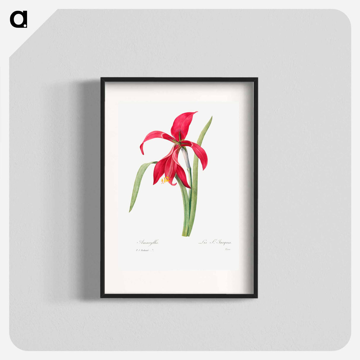 アートポスター-Amaryllis - ピエール ジョゼフ ルドゥーテ Poster.