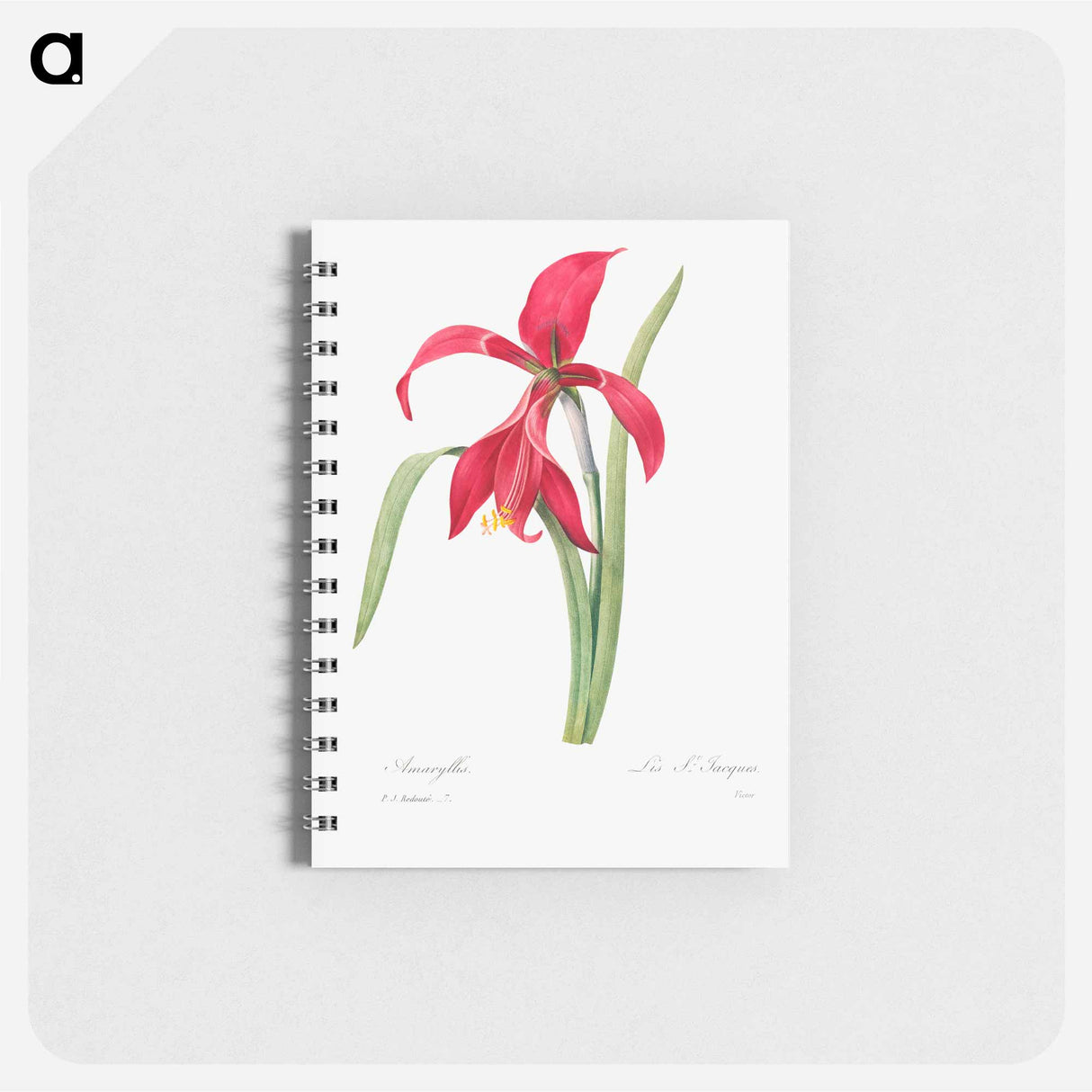 アートメモ帳-Amaryllis - ピエール ジョゼフ ルドゥーテ Memo.