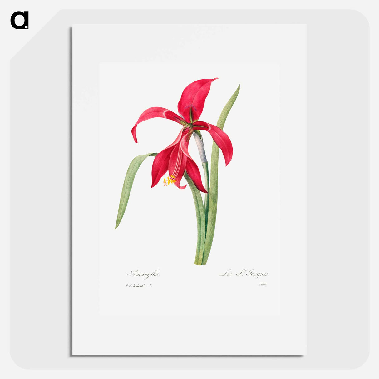 アートポスター-Amaryllis - ピエール ジョゼフ ルドゥーテ Poster.