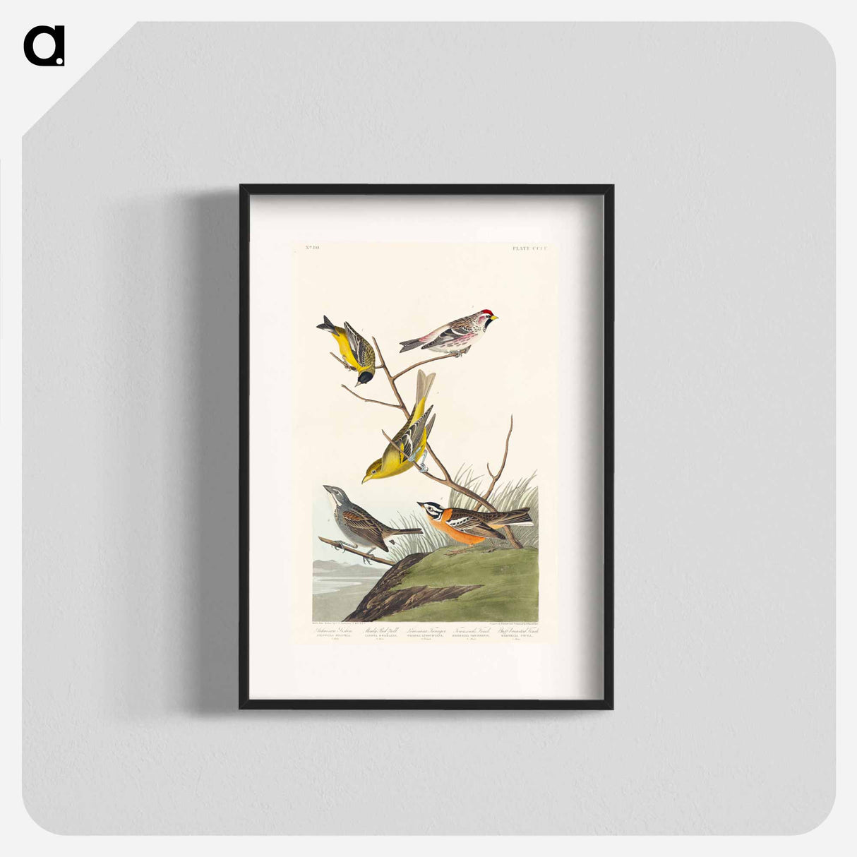 アートポスター-Birds of America
- アメリカの鳥たち Poster.